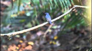 ikarabi 野鳥動画　ハイナンヒメアオヒタキ