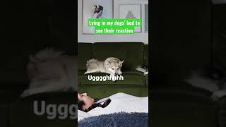 GET OUT MOM! 😡Mini Husky Gets Mad When Owner Lies In His Bed