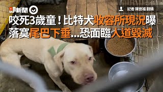 咬死3歲童！比特犬收容所現況曝　落寞尾巴下垂...恐面臨人道毀滅｜社會｜寵物動物｜狗｜安樂死