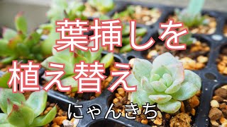 [多肉植物]葉挿しを鉢上げ😊