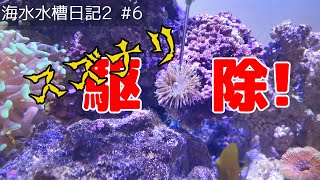 【海水水槽2】#6 スズナリ駆除からの生体お迎え状況！