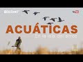 Acuáticas en la isla del arroz, Documental de caza de ánsares, una antigüa tradición.