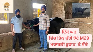 ਇੱਕੋ ਘਰ ਵਿੱਚ ਤਿੰਨ ਚੰਗੇ ਝੋਟੇ M29 ਮਹਾਬਲੀ ਤੂਫਾਨ  ਦੇ ਬੱਚੇ 🐃