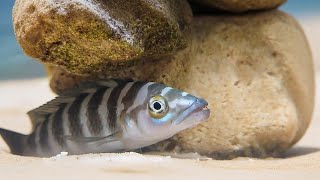 Neolamprologus Cylindricus Lake Tanganyika Cichlid