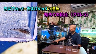 おまけVer3×おまけVer3の稚魚人工育成中。今回は7初めての給仕（クロレラ）の映像