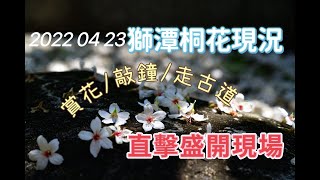 獅潭哪裡可以賞桐花?[獅潭賞桐景點分享]賞桐花/敲幸福鐘/走古道 /仙山靈洞宮旁可遠眺/鐘樓古道可近拍/河濱公園(義民廟旁)可近拍/永興生態園區可近拍