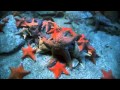 Echinoderms   Sea Star Time lapse   Eating Dead Fish SD