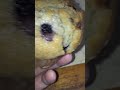 Blueberry muffin