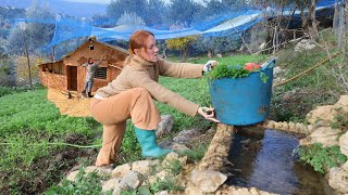 Invierno en la Finca: Renovamos la Casa por Navidad y Cosechamos Limones Gigantes (Cidra)