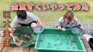 金魚すくいででっかい金魚がすくいたい