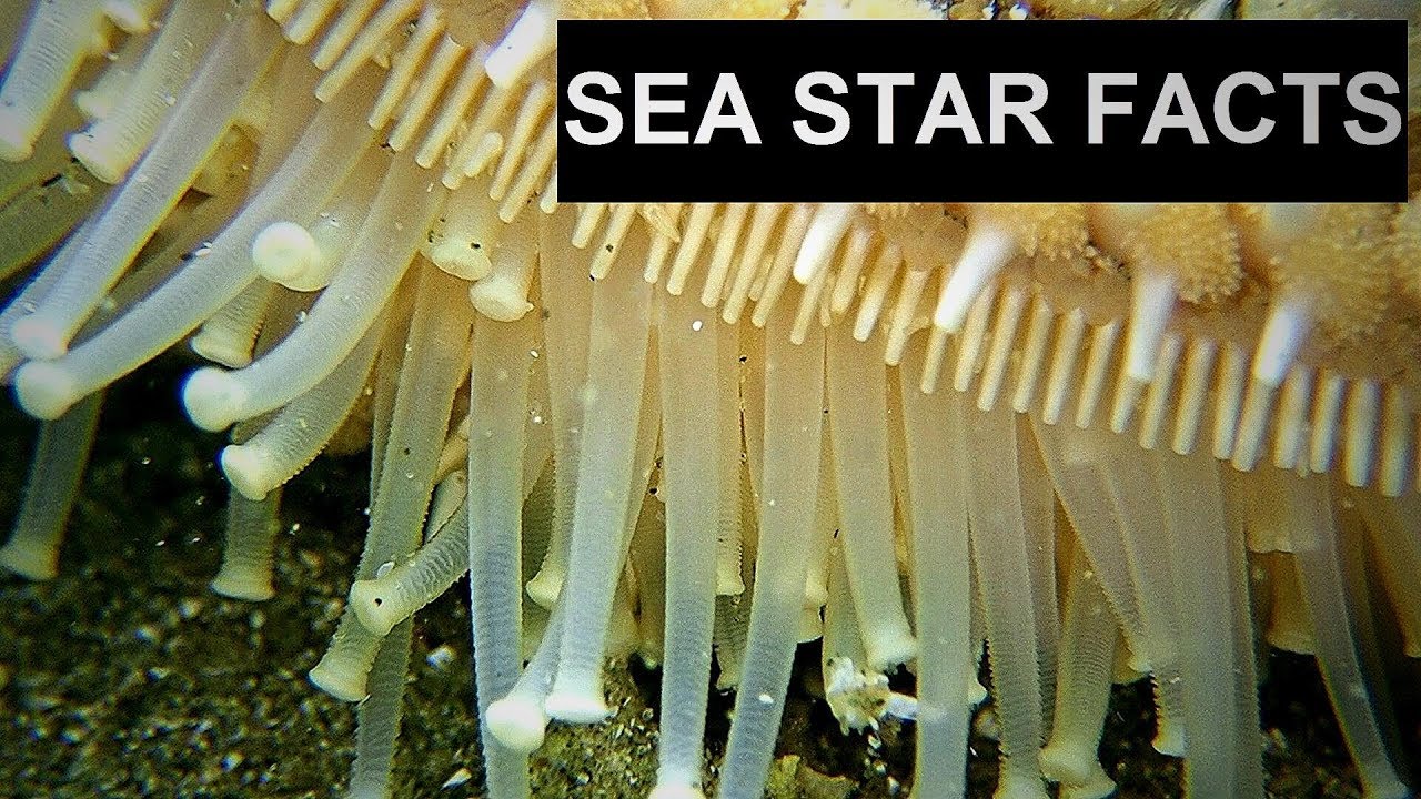 SEA STAR FACTS (Starfish) / A Simple Creature Without A Brain Or Blood ...