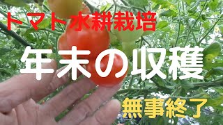 【トマト水耕栽培】今年の収穫は無事終了・今年もありがとうございました。