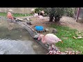 【入園無料の動物園】和歌山でオススメの動物園 u0026初めて行く岡公園♪♪