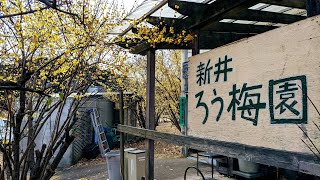 🌸新井ろう梅園 群馬県安中市 Arai Japanese allspice garden. Annaka city 2023.1.22