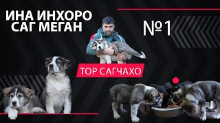 ИНА ИНХОРО САГ МЕГАН №1