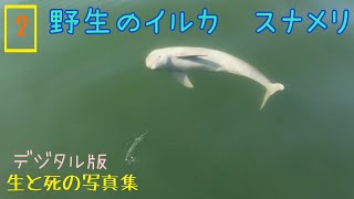 デジタル写真集2  野生のイルカ　スナメリ　生と死