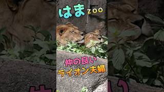 はまＺＯＯの仲の良い💕ライオン夫婦【トム\u0026サナ】 #はまzoo #lion #夫婦 #サナ #トム #のんほいパーク