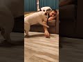 були это коты в телах собак бультерьер минибуль бультерьеры bullterrier мбт