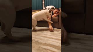 були- это коты в телах собак)) #бультерьер #минибуль #бультерьеры #bullterrier #мбт