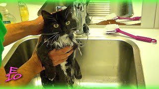 How to Bathe a Fluffy Cat - Peikko the Cat(Rat)