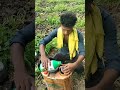 कापसामध्ये तन नियंत्रण असे केले जुगाड round up viral jugaad million subscribe cotton news 1m