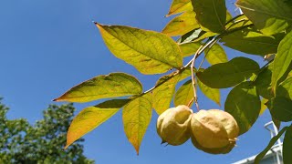 Fresh unripe Bladder nut (Staphylea pinnata)