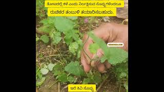 ತೋಟದ ಕಳೆಯೂ ತಂಬುಳಿ ಸೊಪ್ಪು ಆಗಿರಬಹುದು! Medicinal Value Plants are used to prepare Tambuli