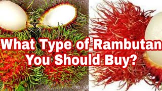 Alin Rambutan Ang Masarap?|Better Rambutan Variety