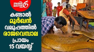 കണ്ടാൽ മൂർഖൻ, വലുപ്പത്തിൽ രാജവെമ്പാല, പ്രായം 15 വയസ്സ് | Vava Suresh | Snakemaster EP 855