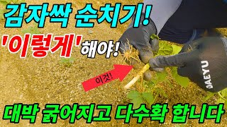 감자싹 올라오면 순치기 작업 이것까지 꼭 해줘야 감자가 굵어지고 주렁주렁 다수확 합니다