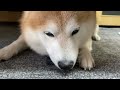 shibe sleeps holding his mother s socks like dear things.