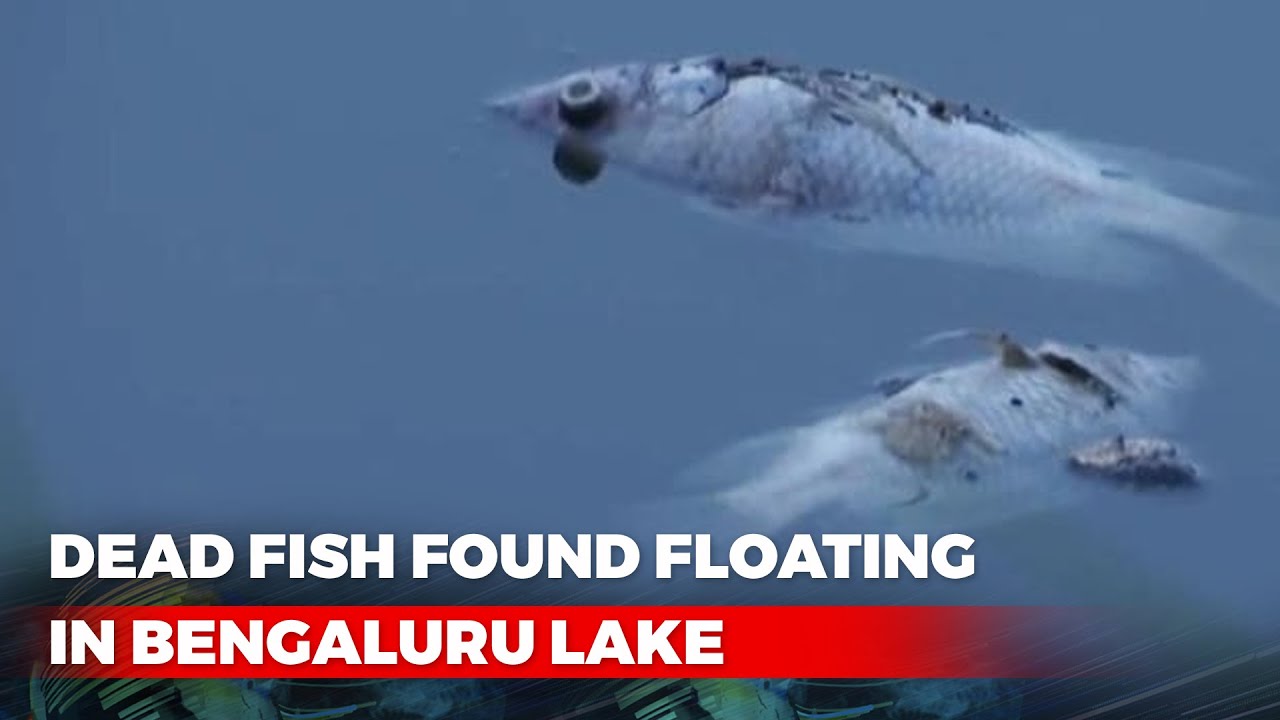 Dead Fish Found Floating In Bengaluru Lake - YouTube