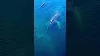 Humpback Whale and calf resting in Antarctica-November 2024