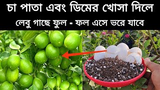 লেবু গাছে ফুল না এলে মাত্র ১ বার এই ডিমের খোসা - চা পাতা। দিয়ে দেখুন। লেবু গাছ ফুলে - ফলে ভরে যাবে