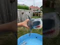 Baby shark