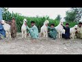 TOP QUALITY CUTE MUNDRAY CHHATRAY IN NADIR BALOCH GOAT FARM DERA GHAZI KHAN PAKISTAN