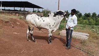 94492 80266 రెండు పల్ల కోడె కర్ణాటక bull for sale Karnataka Bidar पड़े कर्नाटक बेचना