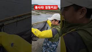 계곡물고기!동사리 엄청크다!#1급수계곡물고기#계곡낚시 #shortsvideo