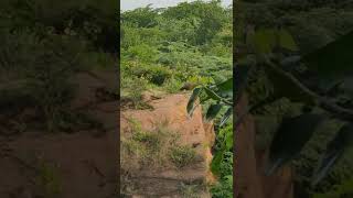 Peafowl in the jungle