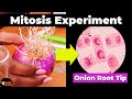 Mitosis Experiment Onion Root Tip Procedure