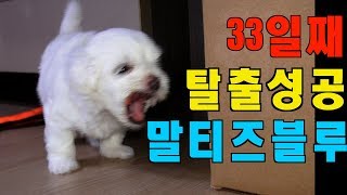 [말티즈]196탄. 말티즈 블루 태어난지 33일째