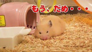 脱走できずすねる　キンクマハムスター。生後３カ月　さとちん