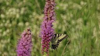 Missouri Ozarks Plant ID Blazing Star Species Part 2