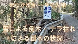 神奈川県・厚木市・愛川町・鳶尾山・まつかげ台からやなみ峠の雪による倒木の状況