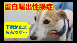 犬の蛋白漏出性腸症