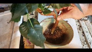 Ficus Religiosa pruning,repot,then Update!