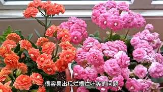 ‘5月’养长寿花，记住这几个‘小妙招’，安稳度夏，秋后早开花