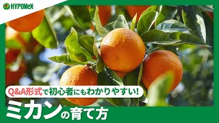 ☘33:ミカンの育て方｜鉢植えでも育てられる？植えつけの注意点や、美味しく実らせるための摘果もご紹介｜【PlantiaQ&A】植物の情報、育て方をQ&A形式でご紹介