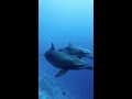 sneaky dolphins ocean dolphins dive scubadive dolphin