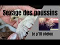 Le sexage des poussins 🤔et un poussin nommé CHELOU 😱🤣...